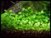 Dateiname : Glossostigma_elatinoides.jpg
Dateigröße : 155KB
Abmessungen : 1064x807
hinzugefügt am : 01.Juni 2010 Glossostigma_elatinoides.jpg