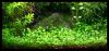 Dateiname : Glossostigma_elationides_02.jpg
Dateigröße : 154KB
Abmessungen : 1064x506
hinzugefügt am : 01.Juni 2010 Glossostigma_elationides_02.jpg