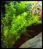 Dateiname : Hemianthus_micranthemoides_1.jpg
Dateigröße : 192KB
Abmessungen : 840x943
hinzugefügt am : 16.März 2010 Hemianthus_micranthemoides_1.jpg