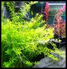 Dateiname : Hemianthus_micranthemoides_2.jpg
Dateigröße : 197KB
Abmessungen : 1047x1064
hinzugefügt am : 16.März 2010 Hemianthus_micranthemoides_2.jpg
