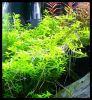 Dateiname : Hemianthus_micranthemoides_3.jpg
Dateigröße : 196KB
Abmessungen : 837x909
hinzugefügt am : 16.März 2010 Hemianthus_micranthemoides_3.jpg