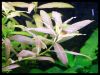 Dateiname : Hygrophila_Polysperma_3.jpg
Dateigröße : 131KB
Abmessungen : 1064x807
hinzugefügt am : 16.März 2010 Hygrophila_Polysperma_3.jpg