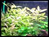 Dateiname : Hygrophila_polysperma_1.jpg
Dateigröße : 161KB
Abmessungen : 929x711
hinzugefügt am : 16.März 2010 Hygrophila_polysperma_1.jpg
