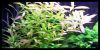 Dateiname : Hygrophila_polysperma_2.jpg
Dateigröße : 143KB
Abmessungen : 1064x535
hinzugefügt am : 16.März 2010 Hygrophila_polysperma_2.jpg