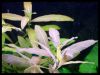 Dateiname : Hygrophila_polysperma_4.jpg
Dateigröße : 126KB
Abmessungen : 1064x807
hinzugefügt am : 16.März 2010 Hygrophila_polysperma_4.jpg