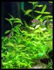 Dateiname : Hygrophila_polysperma_5.jpg
Dateigröße : 185KB
Abmessungen : 754x977
hinzugefügt am : 16.März 2010 Hygrophila_polysperma_5.jpg