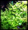 Dateiname : Hygrophila_polysperma_6.jpg
Dateigröße : 179KB
Abmessungen : 802x871
hinzugefügt am : 16.März 2010 Hygrophila_polysperma_6.jpg
