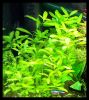 Dateiname : Hygrophila_polysperma_7.jpg
Dateigröße : 126KB
Abmessungen : 657x732
hinzugefügt am : 16.März 2010 Hygrophila_polysperma_7.jpg