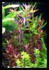 Rotala_rotundifolia_1.jpg