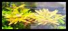 Rotala_rotundifolia_3.jpg
