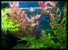 Rotala_rotundifolia_5.jpg