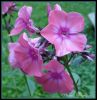 Dateiname : Blume.jpg
Dateigröße : 170KB
Abmessungen : 1074x1106
hinzugefügt am : 23.August 2008 Blume.jpg