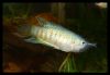 Dateiname : Paradiesfisch.jpg
Dateigröße : 161KB
Abmessungen : 1024x716
hinzugefügt am : 18.August 2008 Paradiesfisch.jpg