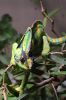 chamaeleon3_filtered.jpg