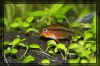 10_03_07_Apistogramma_Barsch_0702.jpg