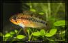 10_03_07_Apistogramma_Barsch_0705.jpg