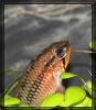 10_03_07_Apistogramma_Barsch_0710.jpg