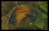 comp_110009_03_11_Fische_Regenbogen_0463-01.jpg