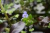 Blte Bacopa caroliniana