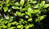 Glossostigma elatinoides Blte