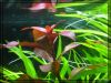 Ludwigia Repens