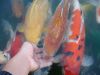 DSC03965.JPG