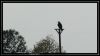 comp_DSC01048.jpg