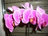 Dateiname : Orchideen_(2).JPG
Dateigröße : 115KB
Abmessungen : 800x600
hinzugefügt am : 11.März 2011 Orchideen_(2).JPG