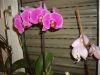 Dateiname : Orchideen_(3).JPG
Dateigröße : 120KB
Abmessungen : 800x600
hinzugefügt am : 11.März 2011 Orchideen_(3).JPG