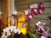 Dateiname : Orchideen_(4).JPG
Dateigröße : 125KB
Abmessungen : 800x600
hinzugefügt am : 11.März 2011 Orchideen_(4).JPG
