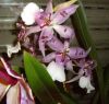 Zygopetalum