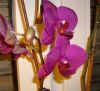 Phalaenopsis