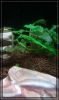 Dateiname : comp_IMAG0588.jpg
Dateigröße : 225KB
Abmessungen : 1226x2048
hinzugefügt am : 16.Oktober 2011 comp_IMAG0588.jpg