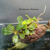 Dateiname : Brownie_Helena_N41.jpg
Dateigröße : 113KB
Abmessungen : 640x640
hinzugefügt am : 24.April 2016 Brownie_Helena_N41.jpg